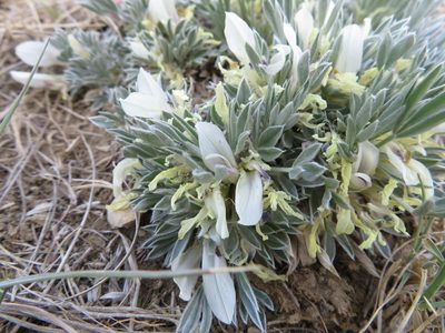 Astragalus gilviflorus, photographed by dghjertaas