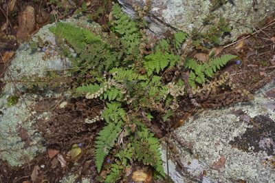 Myriopteris tomentosa, photographed by Michelle W. （鍾偉瑋）