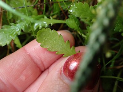 Leptinella dioica, photographed by Lisa Bennett