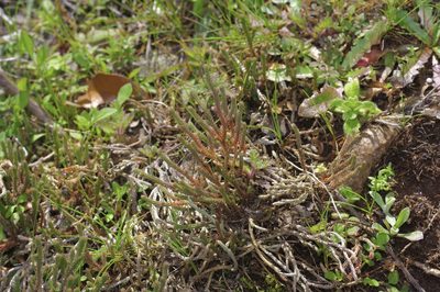 Selaginella corallina, photographed by Michelle W. （鍾偉瑋）