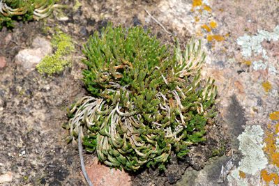 Selaginella corallina, photographed by Michelle W. （鍾偉瑋）