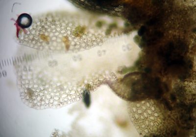 Lejeunea oracola, photographed by Peter de Lange