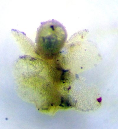 Lejeunea oracola, photographed by Peter de Lange