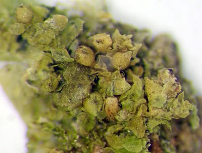 Lejeunea oracola, photographed by Peter de Lange