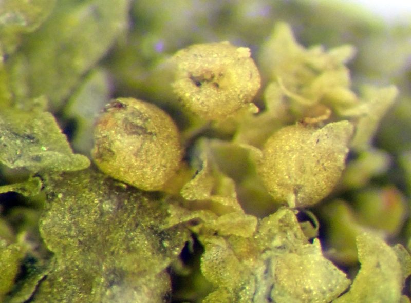 Lejeunea oracola, photographed by Peter de Lange
