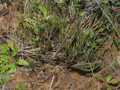 Selaginella corallina, photographed by Michelle W. （鍾偉瑋）
