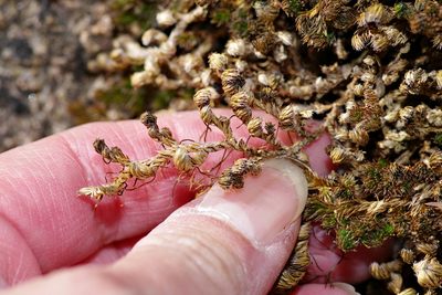 Selaginella peruviana, photographed by Michelle W. （鍾偉瑋）