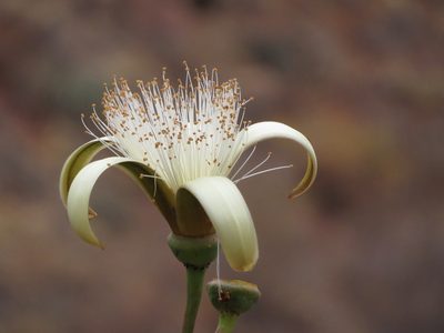 Pseudobombax cajamarcanus, photographed by Manuel Roncal