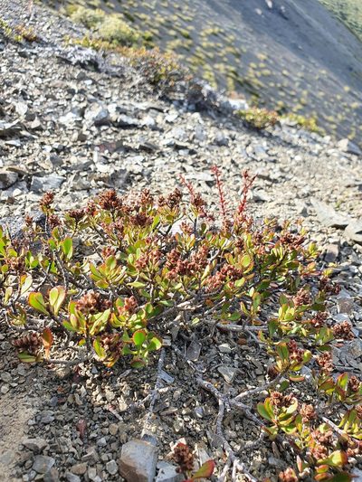 Veronica pentasepala, photographed by Danielle Munster