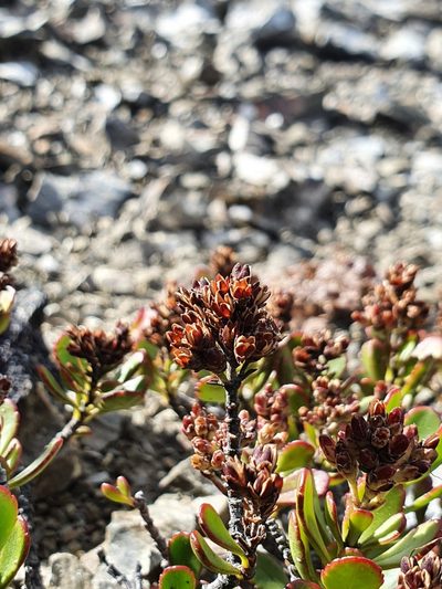 Veronica pentasepala, photographed by Danielle Munster