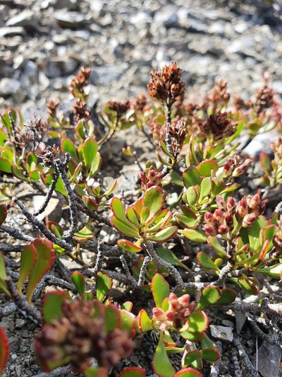 Veronica pentasepala, photographed by Danielle Munster
