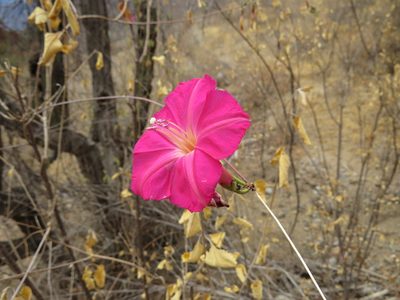 Ipomoea alexandrae, photographed by Manuel Roncal