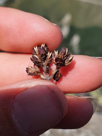 Veronica pentasepala, photographed by Danielle Munster