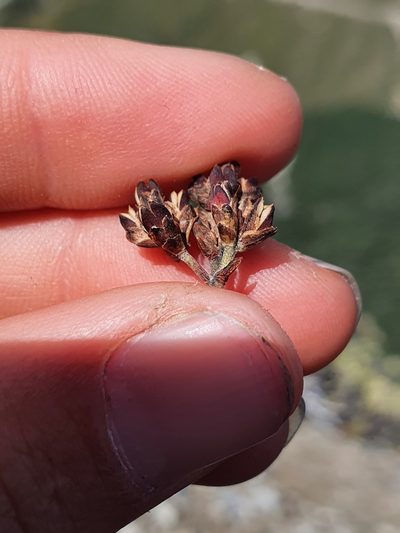 Veronica pentasepala, photographed by Danielle Munster