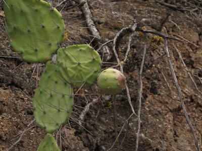 Opuntia quitensis, photographed by Manuel Roncal