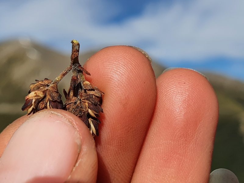 Veronica pentasepala, photographed by Danielle Munster