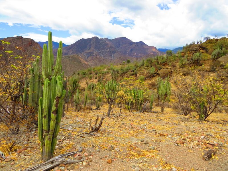 Browningia pilleifera, photographed by Manuel Roncal