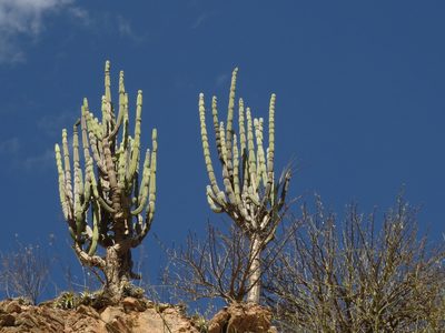 Armatocereus rauhii, photographed by Manuel Roncal