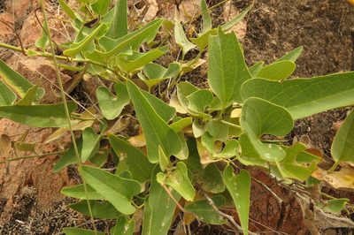 Aristolochia chachapoyensis, photographed by Manuel Roncal