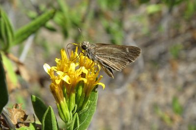 Trixis cacalioides, photographed by Manuel Roncal