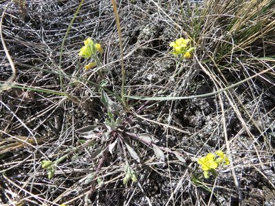 Physaria arenosa, photographed by dghjertaas