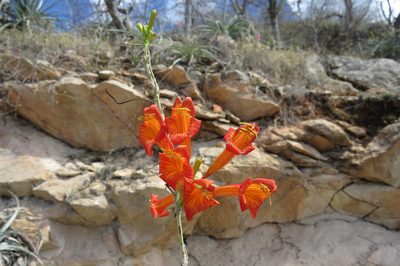 Tecoma rosifolia, photographed by Manuel Roncal