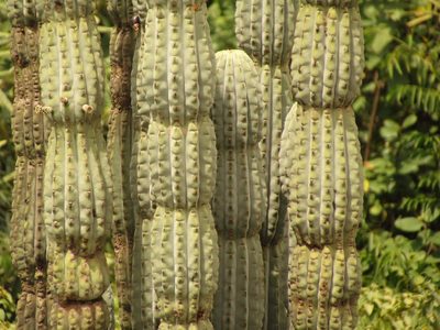 Armatocereus rauhii, photographed by Manuel Roncal