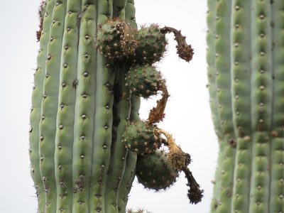 Armatocereus rauhii, photographed by Manuel Roncal