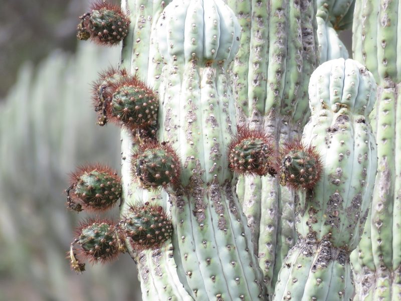 Armatocereus rauhii, photographed by Manuel Roncal