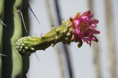 Armatocereus rauhii, photographed by Manuel Roncal