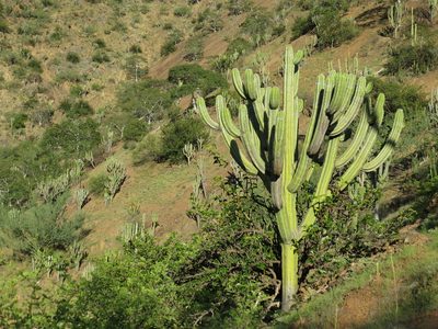 Browningia pilleifera, photographed by Manuel Roncal