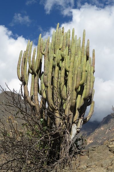 Browningia pilleifera, photographed by Manuel Roncal