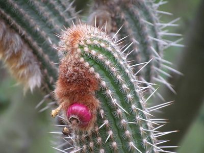 Espostoa mirabilis, photographed by Manuel Roncal