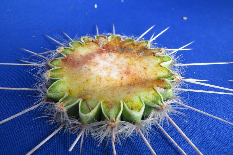 Espostoa mirabilis, photographed by Manuel Roncal