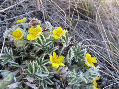Potentilla concinna, photographed by dghjertaas