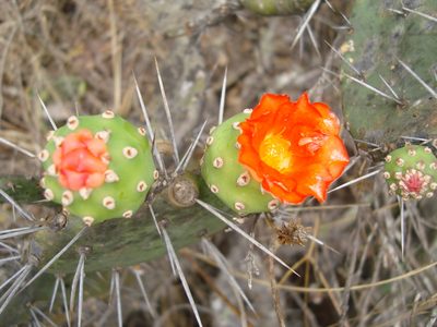 Opuntia quitensis, photographed by Manuel Roncal