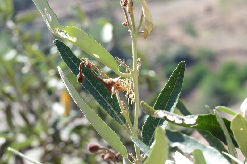 Morisonia scabrida, photographed by Manuel Roncal