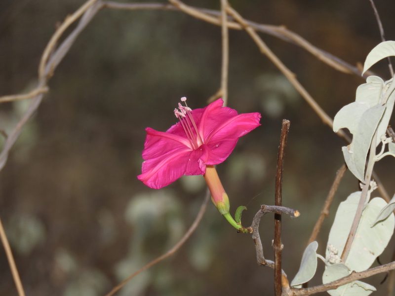 Ipomoea alexandrae, photographed by Manuel Roncal