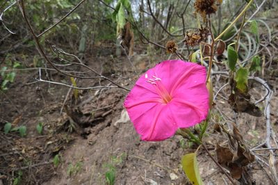 Ipomoea alexandrae, photographed by Manuel Roncal