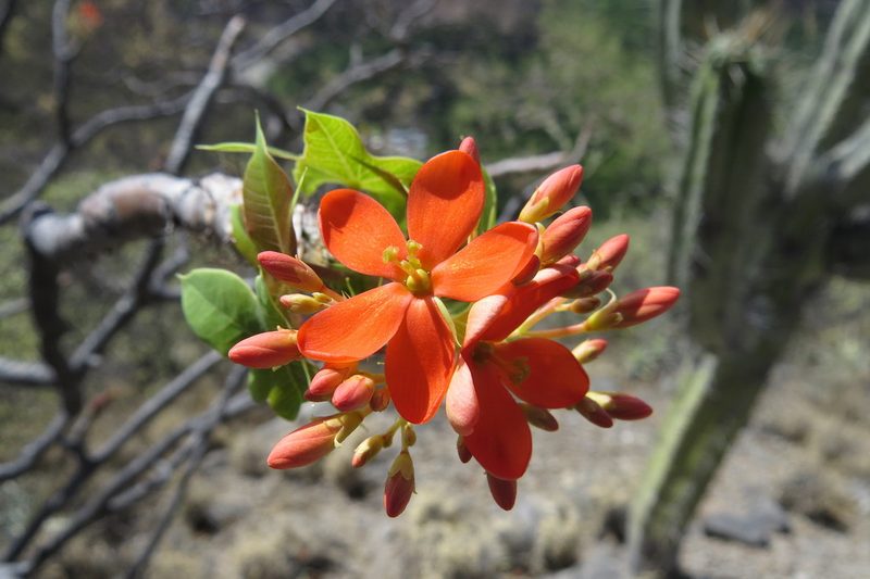 Jatropha weberbaueri, photographed by Manuel Roncal