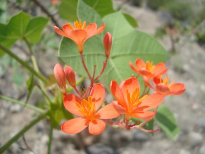 Jatropha weberbaueri, photographed by Manuel Roncal