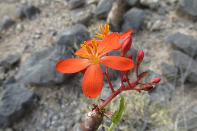 Jatropha weberbaueri, photographed by Manuel Roncal