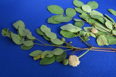 Leucaena trichodes, photographed by Manuel Roncal