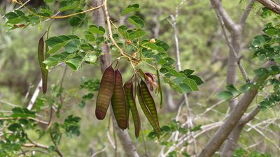 Leucaena trichodes, photographed by Manuel Roncal