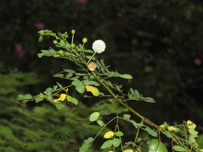 Leucaena trichodes, photographed by Manuel Roncal