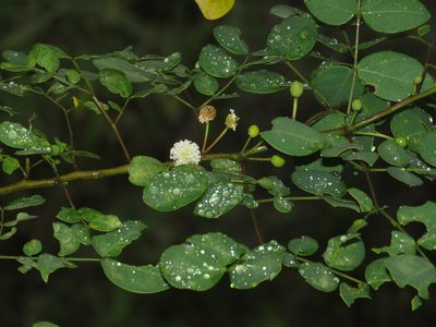 Leucaena trichodes, photographed by Manuel Roncal
