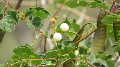 Leucaena trichodes, photographed by Manuel Roncal