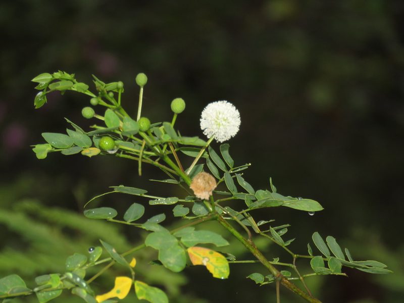 Leucaena trichodes, photographed by Manuel Roncal