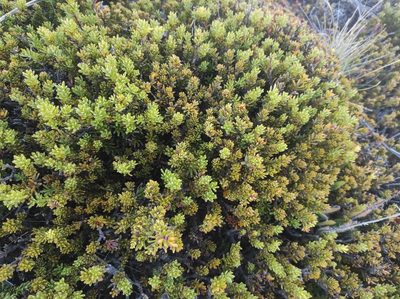 Podocarpus nivalis, photographed by Max Tweddell