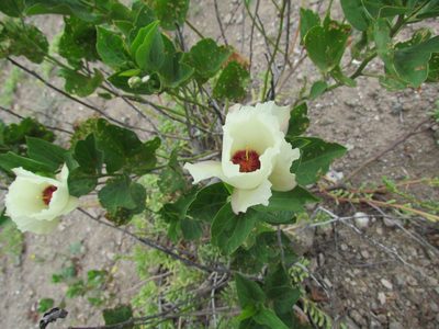 Cienfuegosia tripartita, photographed by Manuel Roncal